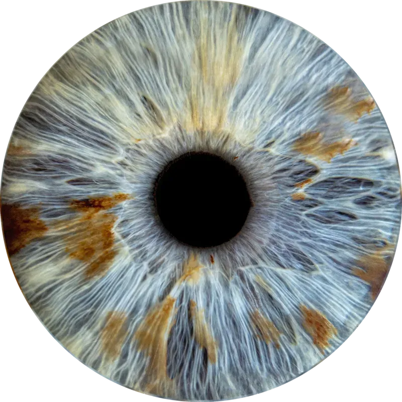 Photo macro d'un iris — Iris Experience